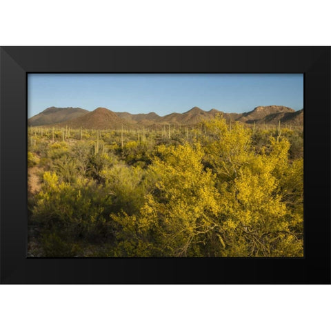 USA, Arizona, Saguaro NP Desert landscape Black Modern Wood Framed Art Print by Illg, Cathy and Gordon