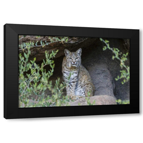 USA, Arizona Bobcat sitting under shelter Black Modern Wood Framed Art Print by Illg, Cathy and Gordon