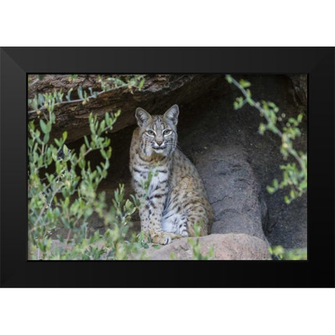 USA, Arizona Bobcat sitting under shelter Black Modern Wood Framed Art Print by Illg, Cathy and Gordon