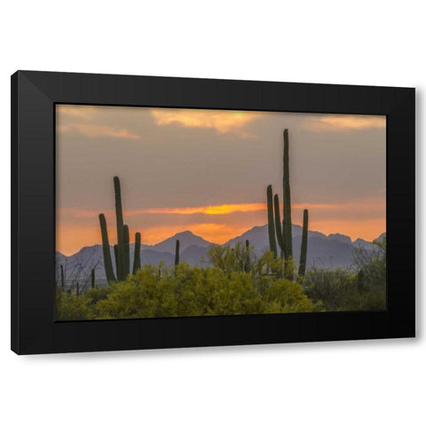 Arizona, Saguaro NP Sunset on desert landscape Black Modern Wood Framed Art Print by Illg, Cathy and Gordon