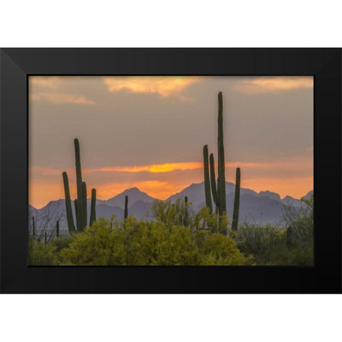 Arizona, Saguaro NP Sunset on desert landscape Black Modern Wood Framed Art Print by Illg, Cathy and Gordon