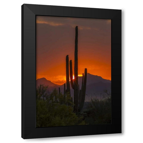 Arizona, Saguaro NP Sunset on desert landscape Black Modern Wood Framed Art Print with Double Matting by Illg, Cathy and Gordon