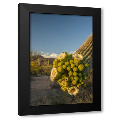 Arizona, Saguaro NP Saguaro cactus blossoms Black Modern Wood Framed Art Print by Illg, Cathy and Gordon