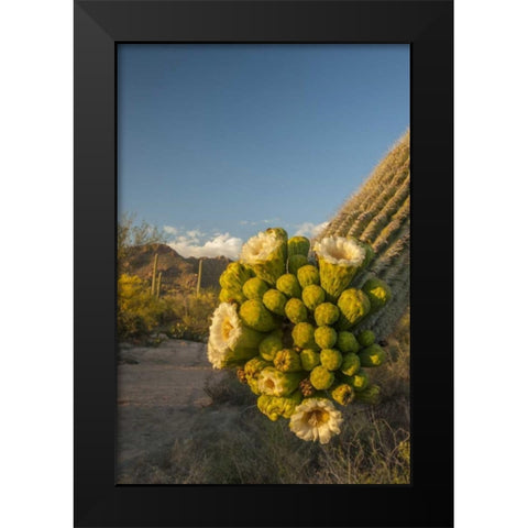 Arizona, Saguaro NP Saguaro cactus blossoms Black Modern Wood Framed Art Print by Illg, Cathy and Gordon