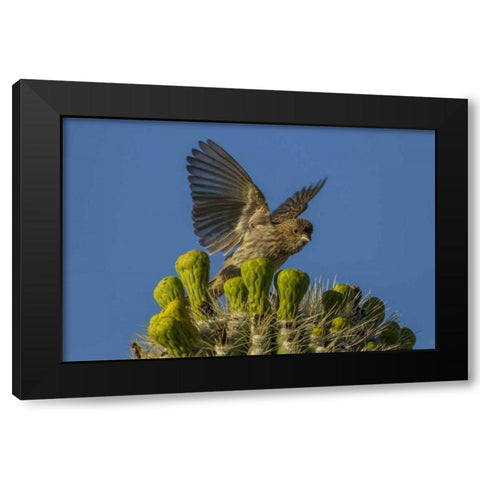 Arizona, Sonoran Desert House finch on saguaro Black Modern Wood Framed Art Print with Double Matting by Illg, Cathy and Gordon