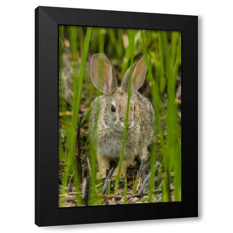 AZ, Sonoran Desert Desert cottontail rabbit Black Modern Wood Framed Art Print with Double Matting by Illg, Cathy and Gordon
