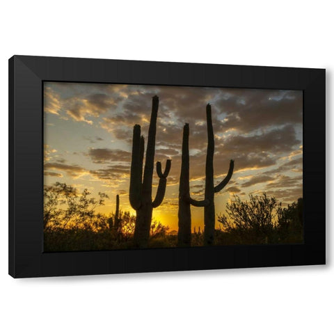 Arizona, Saguaro NP Sunset on desert landscape Black Modern Wood Framed Art Print by Illg, Cathy and Gordon