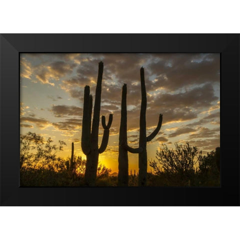 Arizona, Saguaro NP Sunset on desert landscape Black Modern Wood Framed Art Print by Illg, Cathy and Gordon