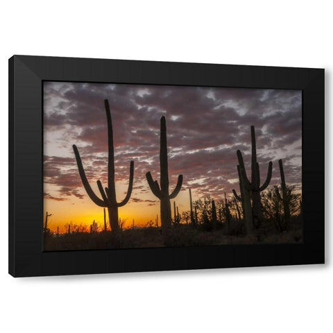 Arizona, Saguaro NP Sunset on desert landscape Black Modern Wood Framed Art Print with Double Matting by Illg, Cathy and Gordon