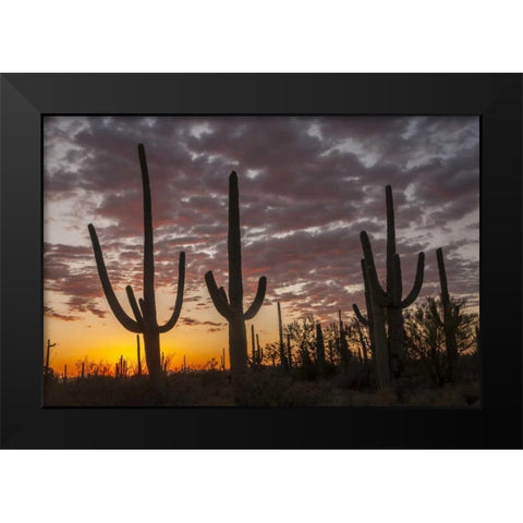 Arizona, Saguaro NP Sunset on desert landscape Black Modern Wood Framed Art Print by Illg, Cathy and Gordon