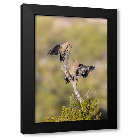AZ, Buckeye Gila woodpeckers on cholla skeleton Black Modern Wood Framed Art Print by Kaveney, Wendy