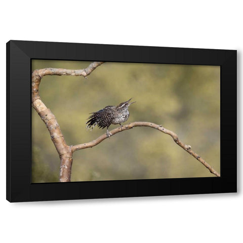 Arizona, Buckeye Singing cactus wren on branch Black Modern Wood Framed Art Print with Double Matting by Kaveney, Wendy