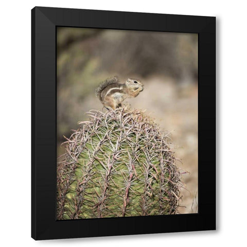AZ, Buckeye Harriss antelope squirrel on cactus Black Modern Wood Framed Art Print with Double Matting by Kaveney, Wendy