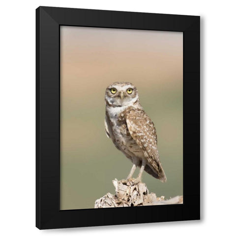USA, Arizona, Buckeye Burrowing owl close-up Black Modern Wood Framed Art Print by Kaveney, Wendy