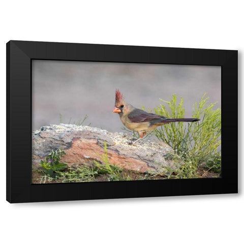 Arizona, Amado Female cardinal perched on rock Black Modern Wood Framed Art Print by Kaveney, Wendy