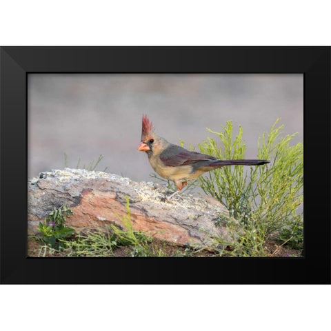 Arizona, Amado Female cardinal perched on rock Black Modern Wood Framed Art Print by Kaveney, Wendy