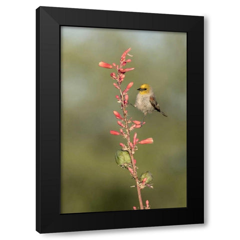 AZ, Amado Verdin on stalk of hesperaloe Black Modern Wood Framed Art Print with Double Matting by Kaveney, Wendy