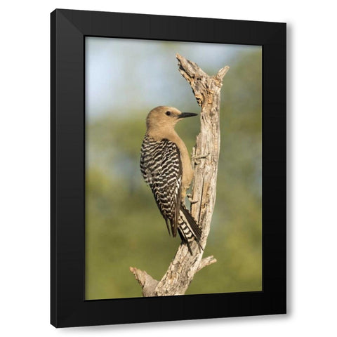 AZ, Amado Gila woodpecker on dead tree trunk Black Modern Wood Framed Art Print by Kaveney, Wendy