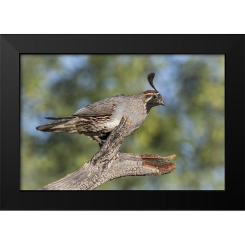 Arizona, Amado Gambels quail on dead branch Black Modern Wood Framed Art Print by Kaveney, Wendy