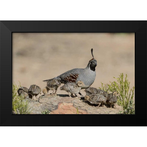 AZ, Amado Gambels quail and chicks on a rock Black Modern Wood Framed Art Print by Kaveney, Wendy
