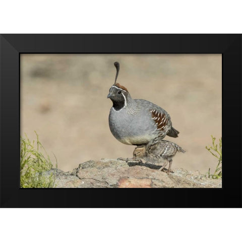 Arizona, Amado Male Gambels quail with chick Black Modern Wood Framed Art Print by Kaveney, Wendy