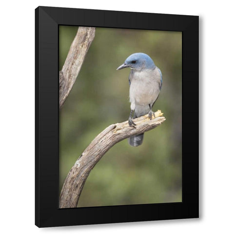 AZ, Santa Rita Mts Mexican jay perched on tree Black Modern Wood Framed Art Print with Double Matting by Kaveney, Wendy