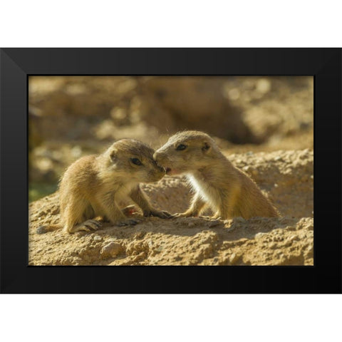 AZ, Sonoran Desert Black-tailed prairie dog Black Modern Wood Framed Art Print by Illg, Cathy and Gordon