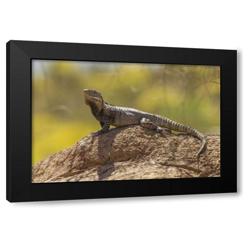 Arizona, Sonoran Desert Spiny-tailed iguana Black Modern Wood Framed Art Print with Double Matting by Illg, Cathy and Gordon
