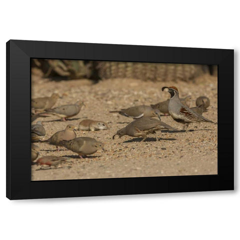 AZ, Sonoran Desert Birds and ground squirrel Black Modern Wood Framed Art Print with Double Matting by Illg, Cathy and Gordon
