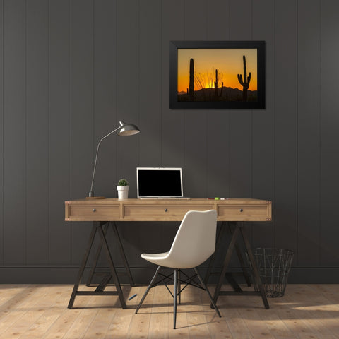 Arizona, Saguaro NP Sunset on desert landscape Black Modern Wood Framed Art Print by Illg, Cathy and Gordon