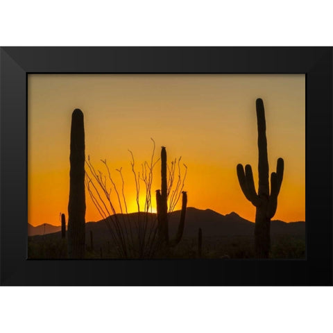 Arizona, Saguaro NP Sunset on desert landscape Black Modern Wood Framed Art Print by Illg, Cathy and Gordon