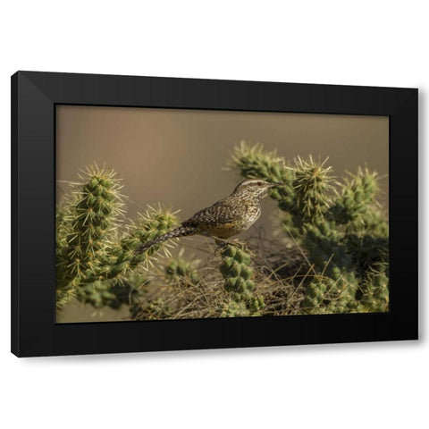 AZ, Sonoran Desert Cactus wren on cholla cactus Black Modern Wood Framed Art Print by Illg, Cathy and Gordon