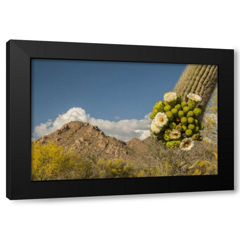 Arizona, Saguaro NP Saguaro cactus blossoms Black Modern Wood Framed Art Print with Double Matting by Illg, Cathy and Gordon