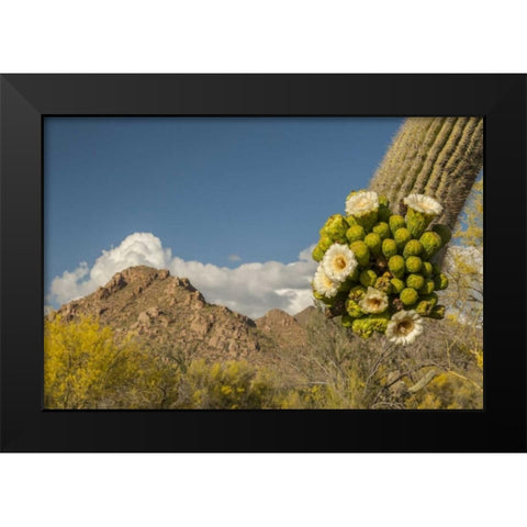 Arizona, Saguaro NP Saguaro cactus blossoms Black Modern Wood Framed Art Print by Illg, Cathy and Gordon