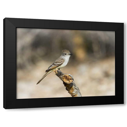 AZ, Buckeye An ash-throated flycatcher on stump Black Modern Wood Framed Art Print by Kaveney, Wendy