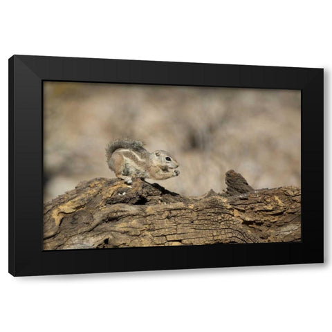 Arizona, Buckeye Harriss antelope squirrel Black Modern Wood Framed Art Print by Kaveney, Wendy
