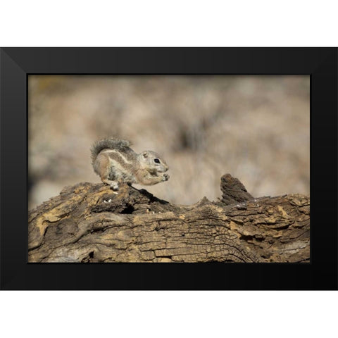 Arizona, Buckeye Harriss antelope squirrel Black Modern Wood Framed Art Print by Kaveney, Wendy