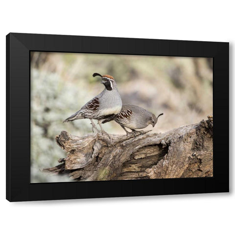 AZ, Buckeye Male and female Gambels quail Black Modern Wood Framed Art Print by Kaveney, Wendy