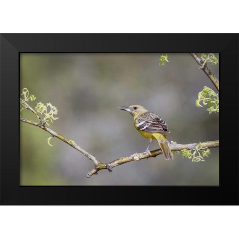 AZ, Santa Rita Mts Scotts oriole on branch Black Modern Wood Framed Art Print by Kaveney, Wendy