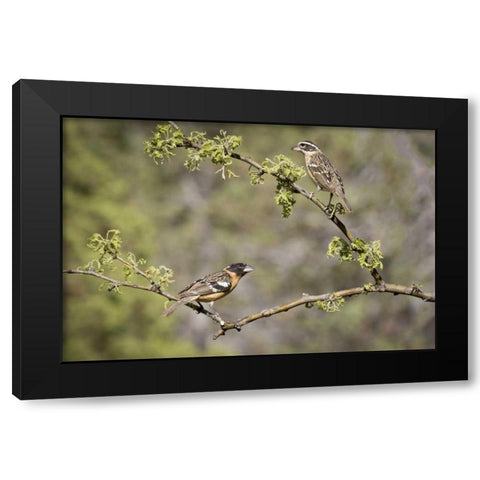AZ, Santa Rita Mts Black-headed grosbeaks Black Modern Wood Framed Art Print by Kaveney, Wendy