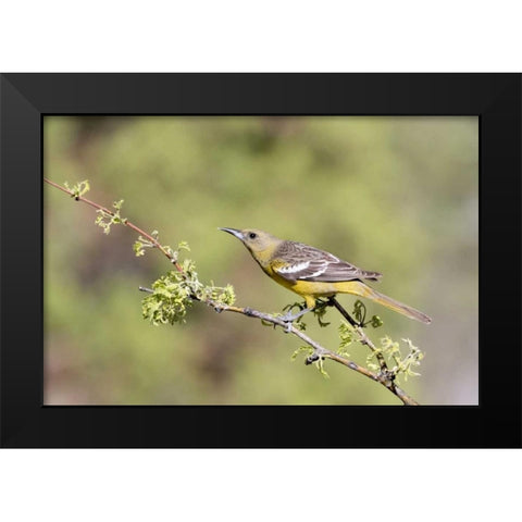 AZ, Santa Rita Mts Female Scotts oriole on tree Black Modern Wood Framed Art Print by Kaveney, Wendy