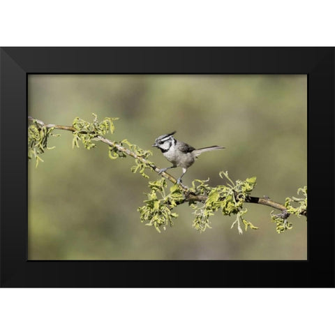 AZ, Santa Rita Mts Bridled titmouse on branch Black Modern Wood Framed Art Print by Kaveney, Wendy