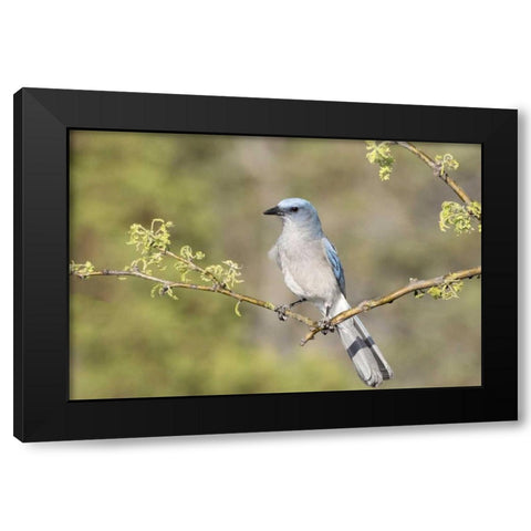 AZ, Santa Rita Mts Mexican jay perched on branch Black Modern Wood Framed Art Print with Double Matting by Kaveney, Wendy