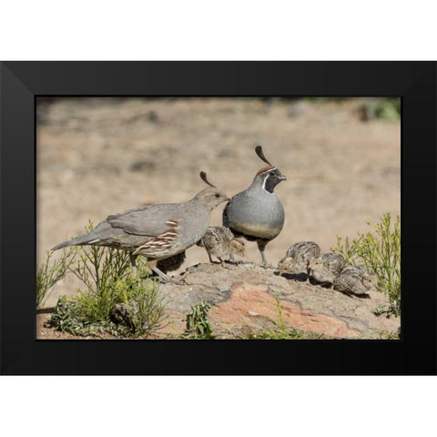 AZ, Amado Gambels quail with chicks Black Modern Wood Framed Art Print by Kaveney, Wendy