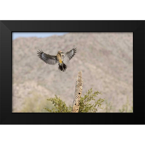 AZ, Buckeye Gila woodpecker on cholla skeleton Black Modern Wood Framed Art Print by Kaveney, Wendy