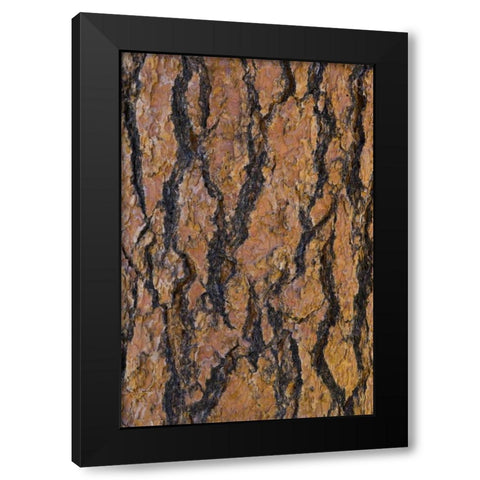 Arizona, Grand Canyon NP Ponderosa pine bark Black Modern Wood Framed Art Print by Delisle, Gilles