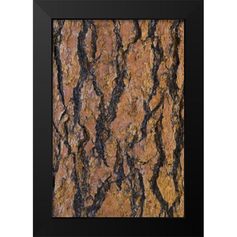 Arizona, Grand Canyon NP Ponderosa pine bark Black Modern Wood Framed Art Print by Delisle, Gilles