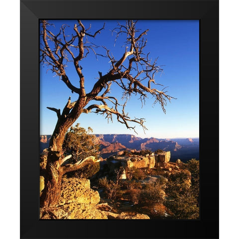 Arizona-Grand Canyon National Park South Rim of canyon  Black Modern Wood Framed Art Print by Jaynes Gallery