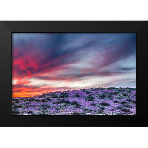 Arizona-Globe-Round Mountain Park-Sunset on desert super bloom Black Modern Wood Framed Art Print by Jaynes Gallery