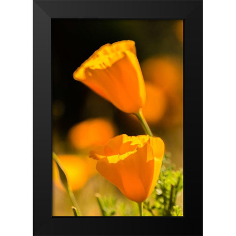 Arizona-Peridot Mesa California poppies in bloom Black Modern Wood Framed Art Print by Jaynes Gallery